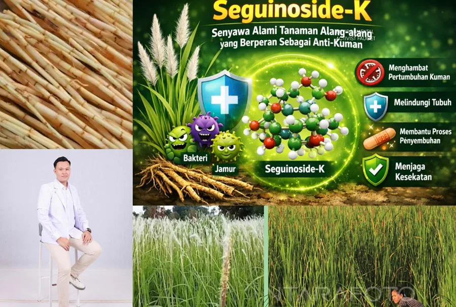 Khasiat kandungan Seguinoside-K pada Tanaman Alang-alang (Imperata cylindrica) sebagai anti-mikroba
