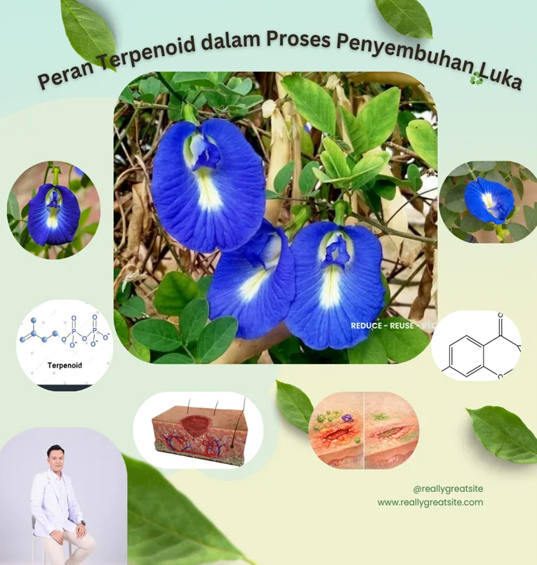 Tak Sekadar Cantik, Bunga Telang Berpotensi Mendukung  Proses Penyembuhan Luka Bunga Telang (Clitoria ternatea L.)